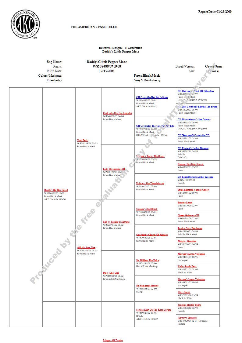 Great Danes Fawn Brindle AKC ColorPure Puppies Stud Service